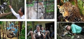 Belize Zoo